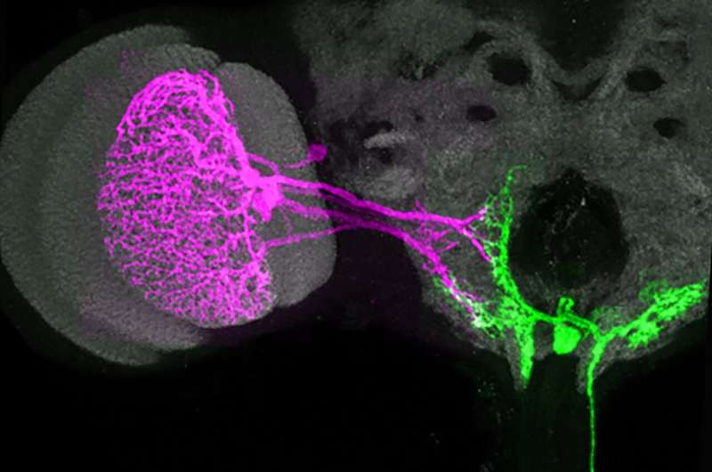 In flies, a single brain cell can drive multiple movements of the body