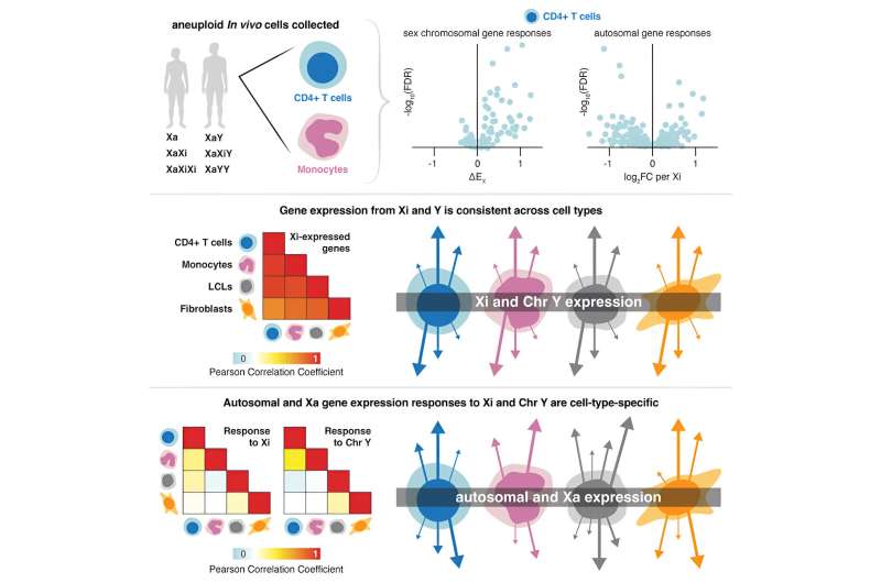 In immune cells, X marks the spot(s)