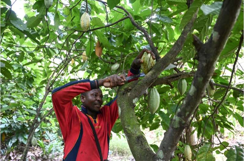 In Ivory Coast, with record heat the precious cocoa beans are no longer ripening as they should