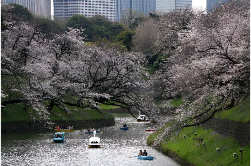In Japan, sakura season traditionally accompanies the beginning of the new fiscal year