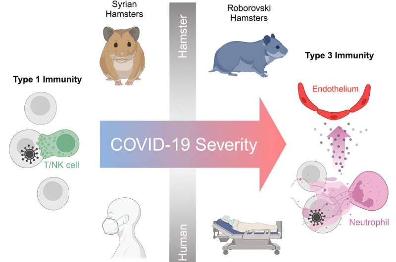 In severe COVID-19 cases, neutrophils work around the clock