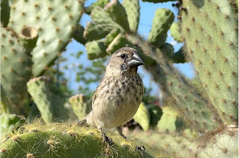 In the Galapagos, urban finches fare better against vampire fly