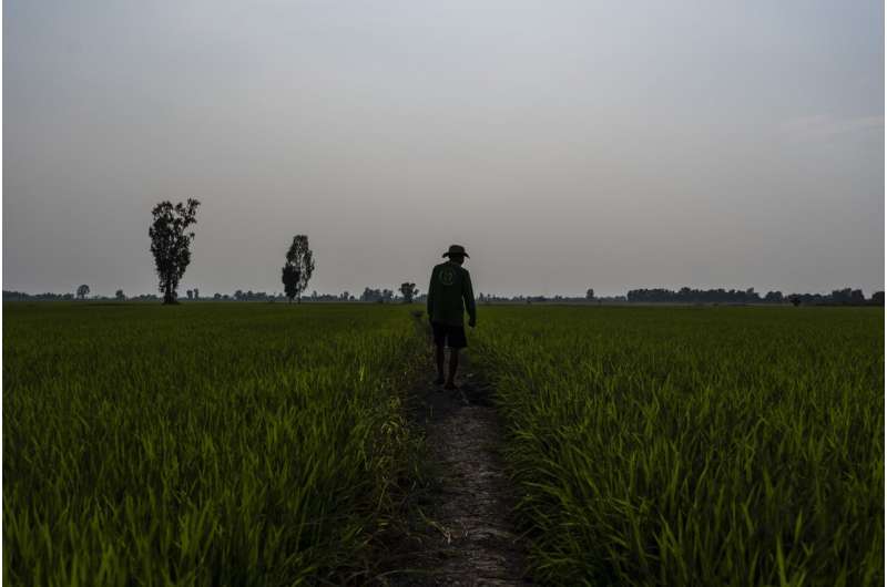 In Vietnam, farmers reduce methane emissions by changing how they grow rice