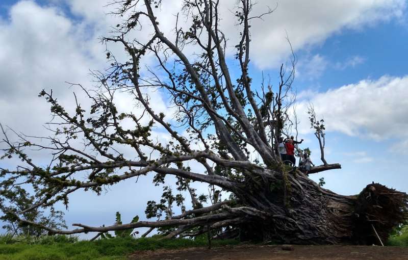 После мощного циклона произошло замечательное восстановление лесов тихоокеанских островов