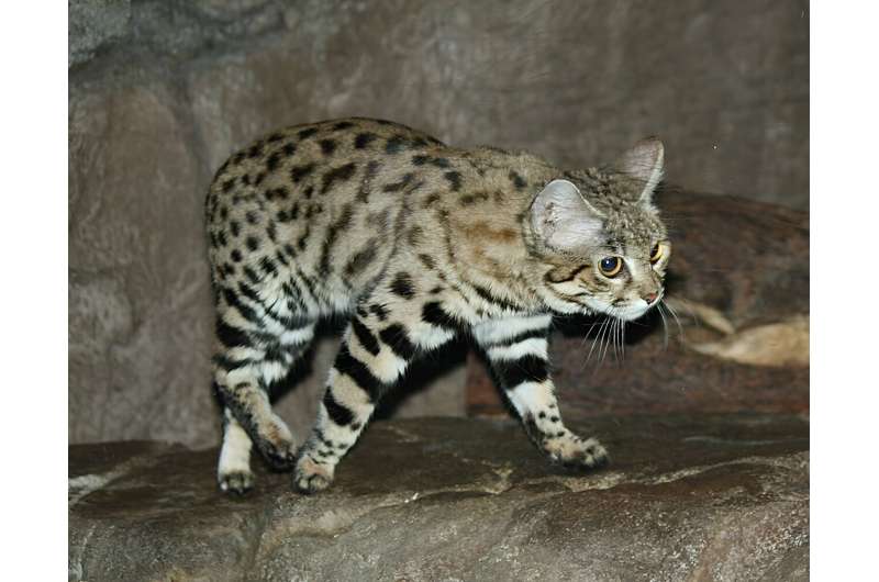 Inbreeding due to loss of habitat found to be putting black-footed cat in danger of extinction