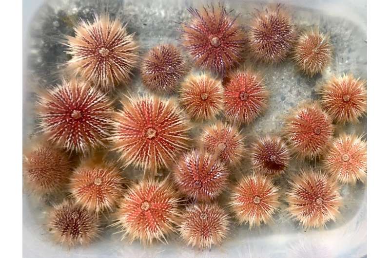 Increased rainfall threatens UK sea urchins