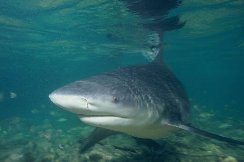 Increasing sea temperatures associated with higher bull shark abundance