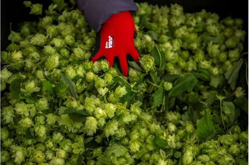 Indoor hops grown by Spanish startup Ekonoke reach maturity in just three months