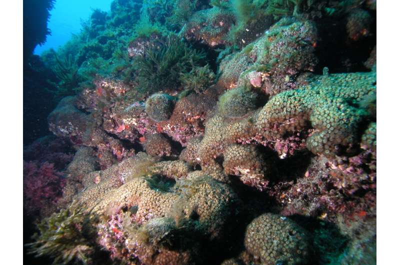 Industrial pollution leaves its mark in Mediterranean corals