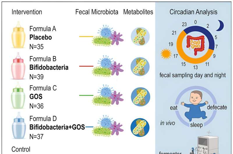 Infant gut microbes have their own circadian rhythm, and diet has little impact on how the microbiome assembles