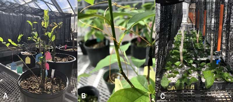 Influencing Adventitious Rooting of Lindera benzoin Stem