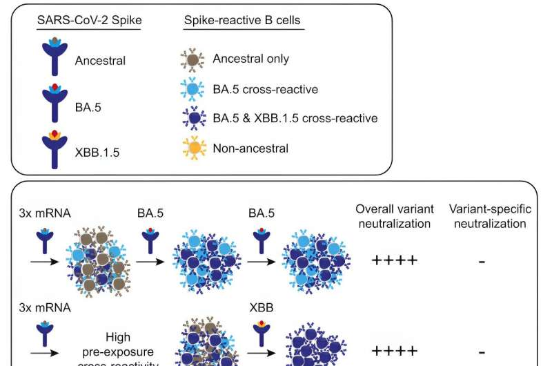 Initial SARS-CoV-2 vaccinations prime immune cells to respond to subsequent variants