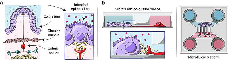 Innovative microfluidic device models gut neuro-epithelial connections
