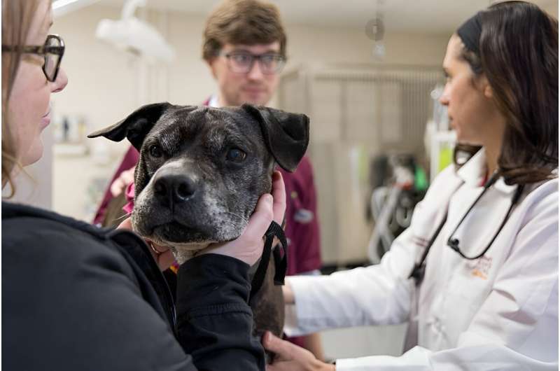 Innovative screening can detect 'cancer fingerprint' in dogs