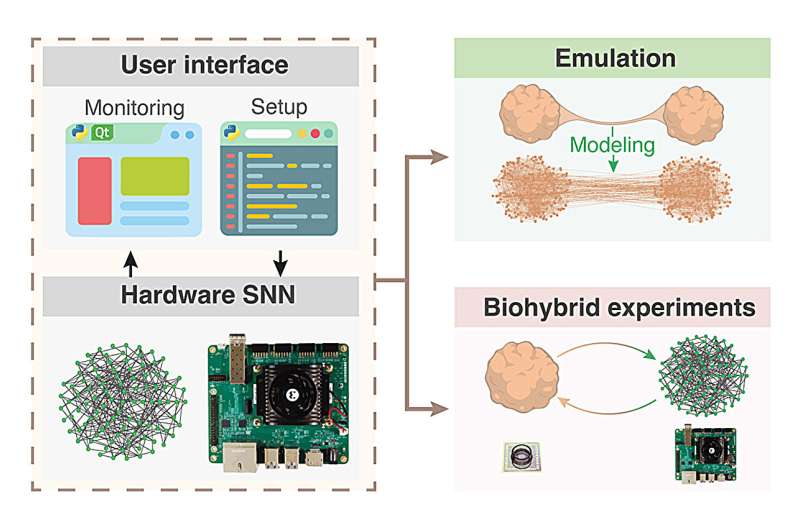 Innovative system enhances biological-artificial interactions in neurological research