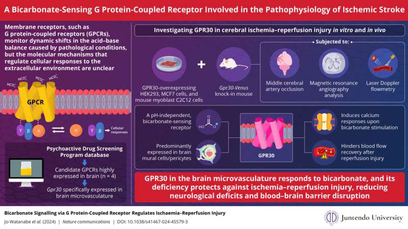 Innovative therapies for ischemic stroke: Novel bicarbonate-sensing G protein-coupled receptor shows promise