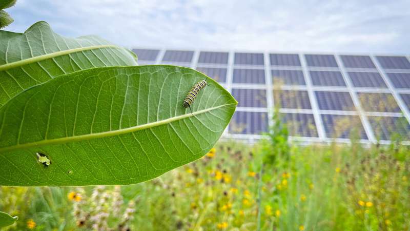 Las poblaciones de insectos florecen en los hábitats restaurados de las instalaciones de energía solar