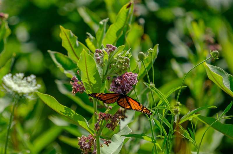 Insecticides contributed to loss of butterflies across American MidWest