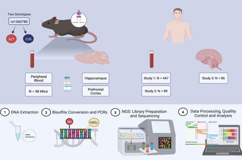 Insights into epigenetics: Mouse as a model organism