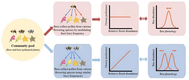 Interaction patterns between bumblebees and floral resources revealed during buzz pollination