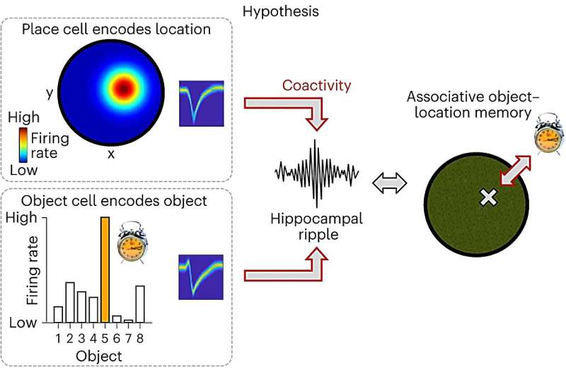 Interactions between 'ripples' and nerve cells during human memory processes
