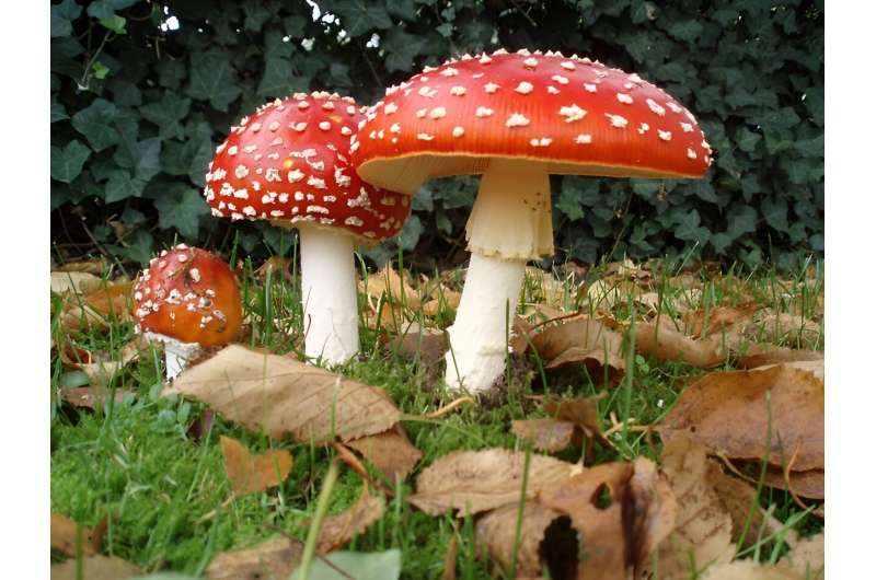 Interest grows in fly agaric—but here's why you shouldn't confuse it with 'magic mushrooms'