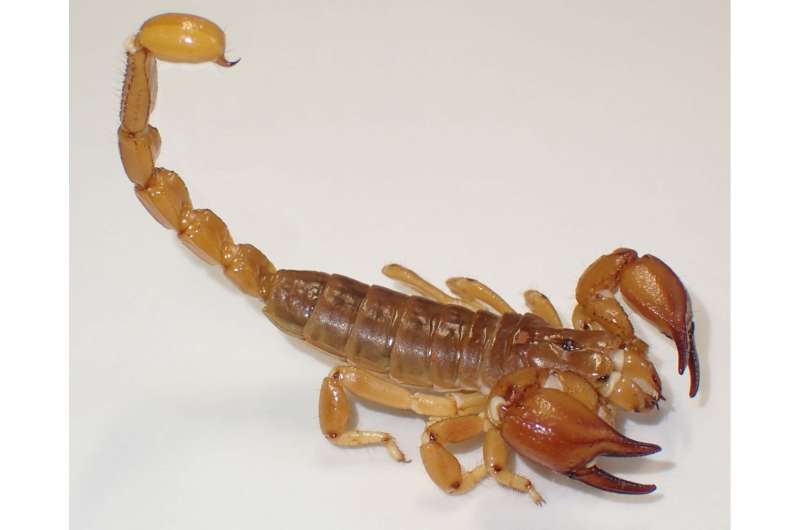 Internal morphology reveals two new species of Australian burrowing scorpions