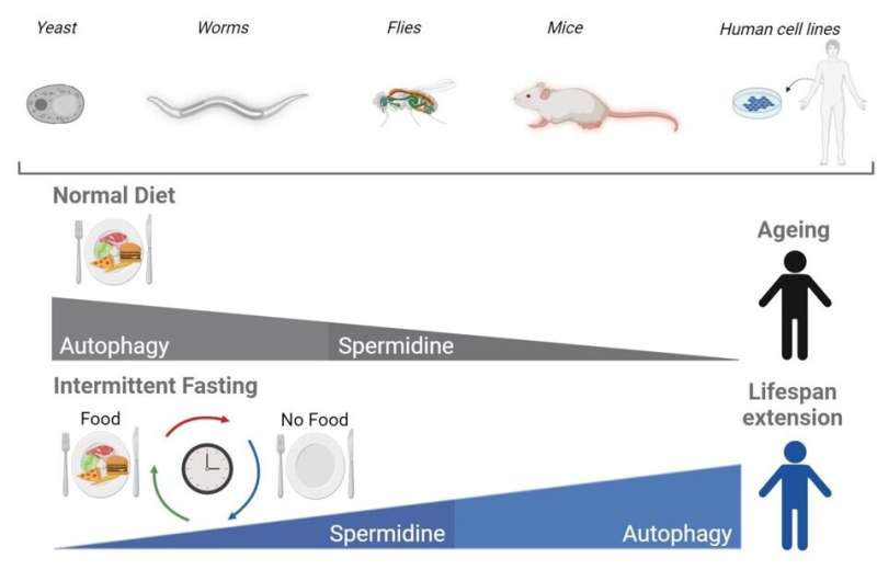 International scientific collaboration reveals how intermittent fasting regulates ageing through autophagy