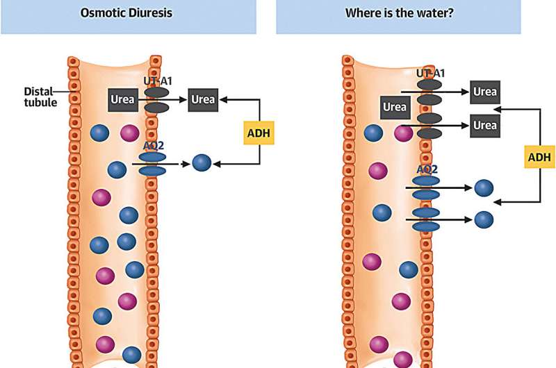 International study reveals surprising twist in how diabetes drugs help the heart