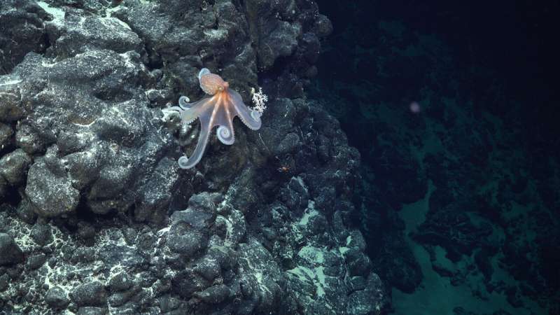 International team co-led by a BSC researcher discovers more than 50 new deep-sea species in one of the most unexplored areas of the planet