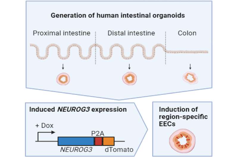 Intestinal organoids reveal the mechanism of gastrointestinal motility