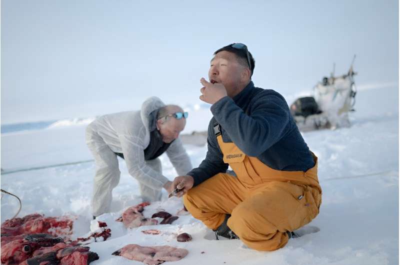 Inuit hunters Hjelmer Hammeken (left) and Martin Madsen eat the liver of the ring seal they just killed