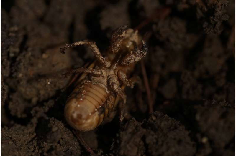 Invaders from underground are coming in cicada-geddon. It's the biggest bug emergence in centuries