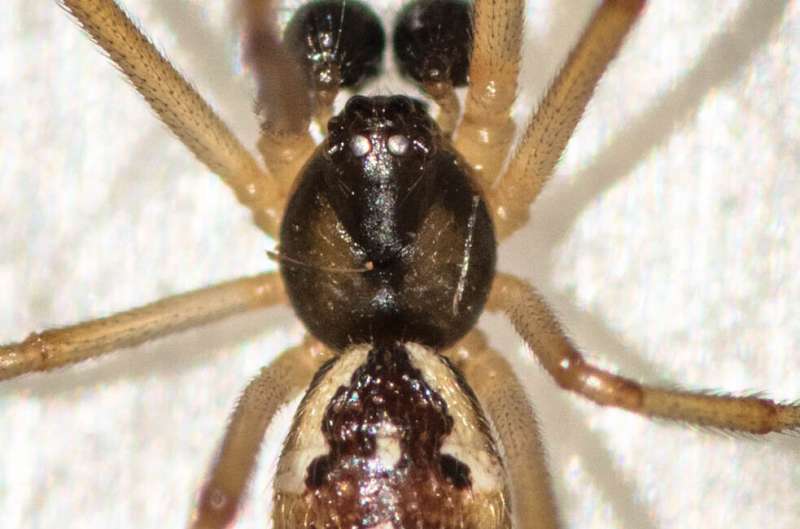 Invasive brown widow spiders host novel bacteria related to chlamydia