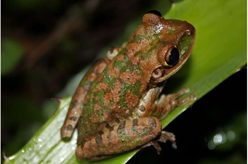 Cuban treefrog (Osteopilus septentrionalis). Credit: Wikimedia Commons, CC BY 2.0