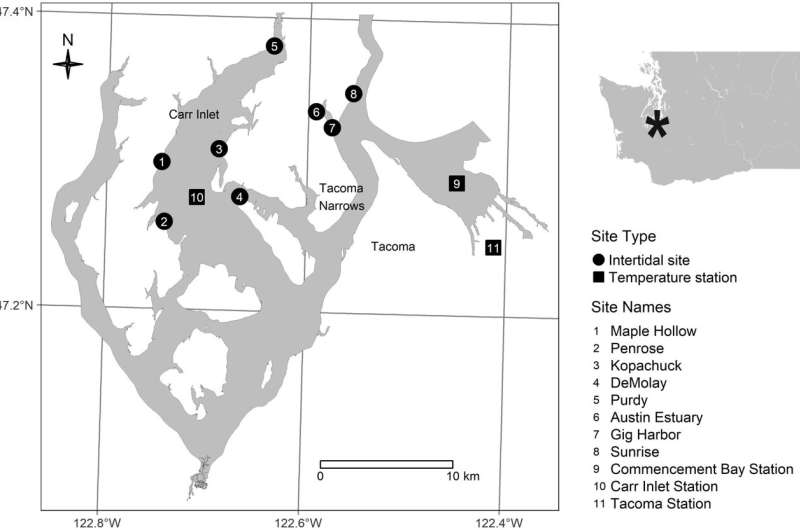 Invasive Pacific oyster proliferation during Blob marine heat wave portends similar events as seas warm