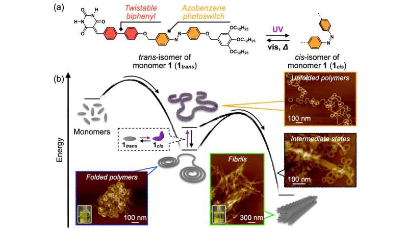 Investigating the interplay of folding and aggregation in supramolecular polymer systems