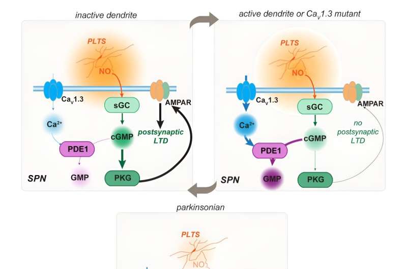 Investigating the molecular mechanisms of 'forgetting'