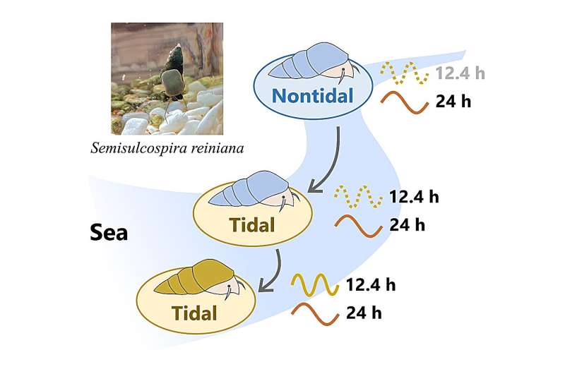 Investigating the origin of circatidal rhythms in freshwater snails