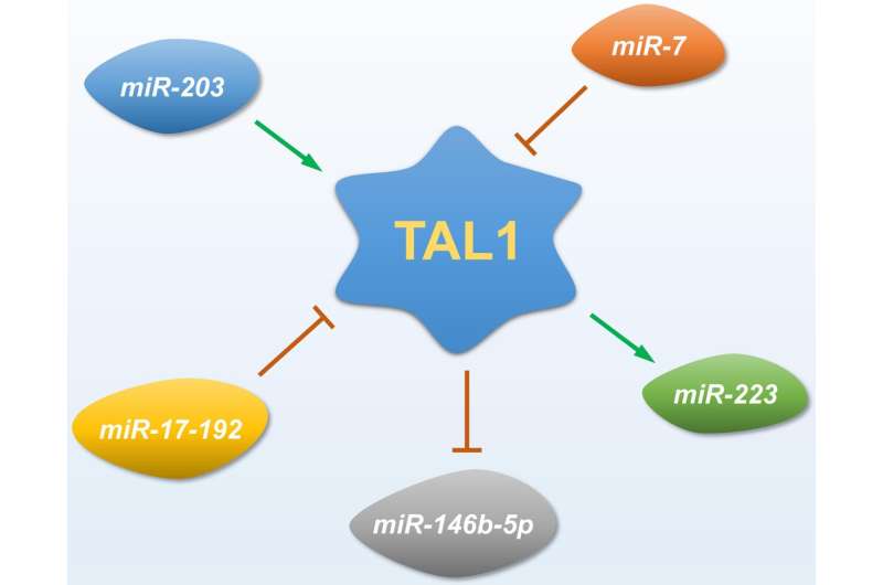 Involvement of TAL1-microRNA axis in the progression of T-cell acute lymphoblastic leukemia