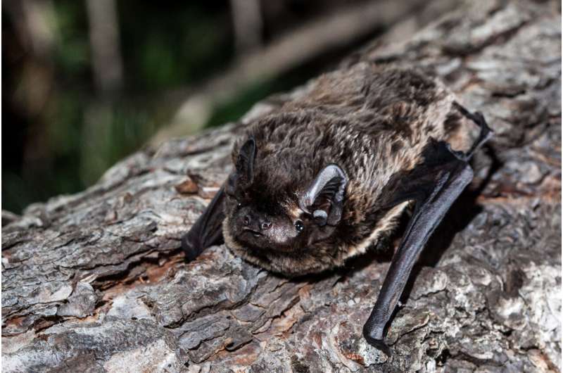 Island bats are valuable allies for farmers