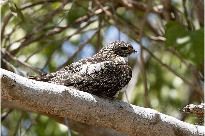Island birds more adaptable than previously thought