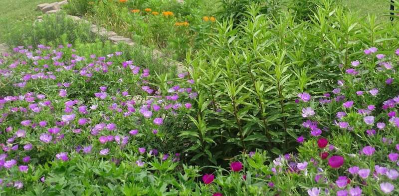 It's OK to mow in May—the best way to help pollinators is by adding native plants