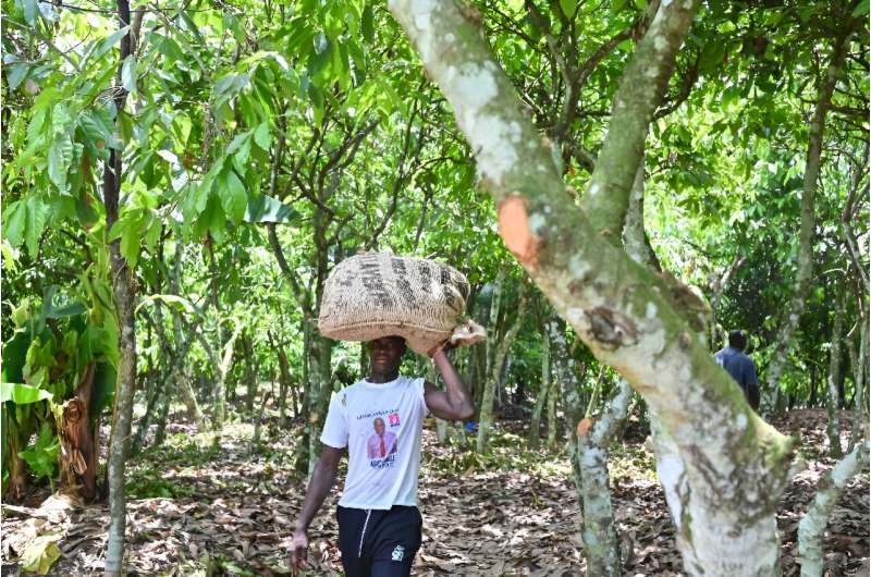 Ivory Coast is the world's biggest producer of cocao