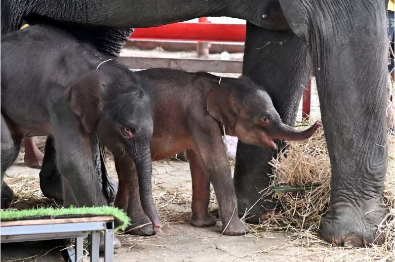 Jamjuree has now accepted her calves, who are so small that a special platform has been built to help them reach up to suckle