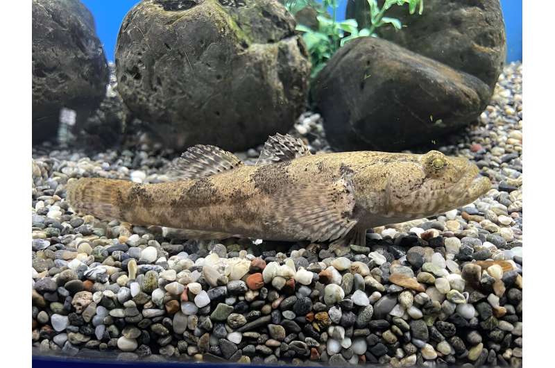 Japanese eels escape from their predator's stomach