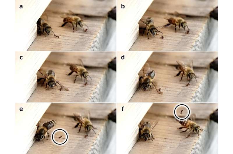 Japanese honeybees slap nest-invading ants with their wings to knock them away