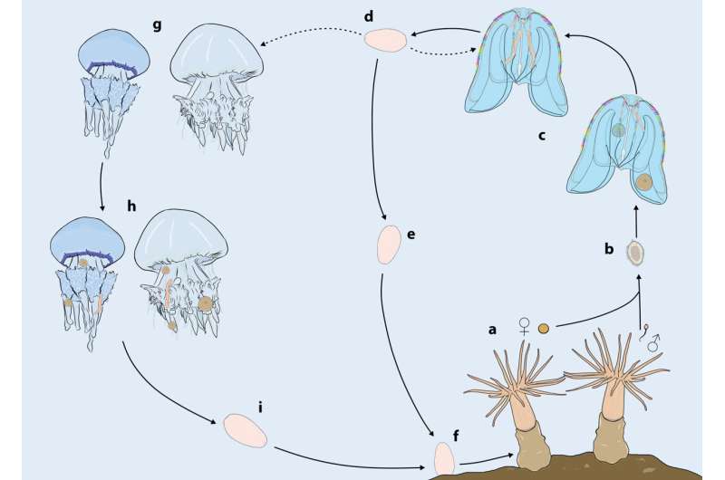 Jellyfish under attack!