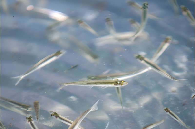 Juvenile fish are seen in a bucket before their release in Mexico's Lake Patzcuaro