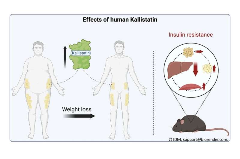 Kallistatin contributes to the beneficial metabolic effects of weight loss
